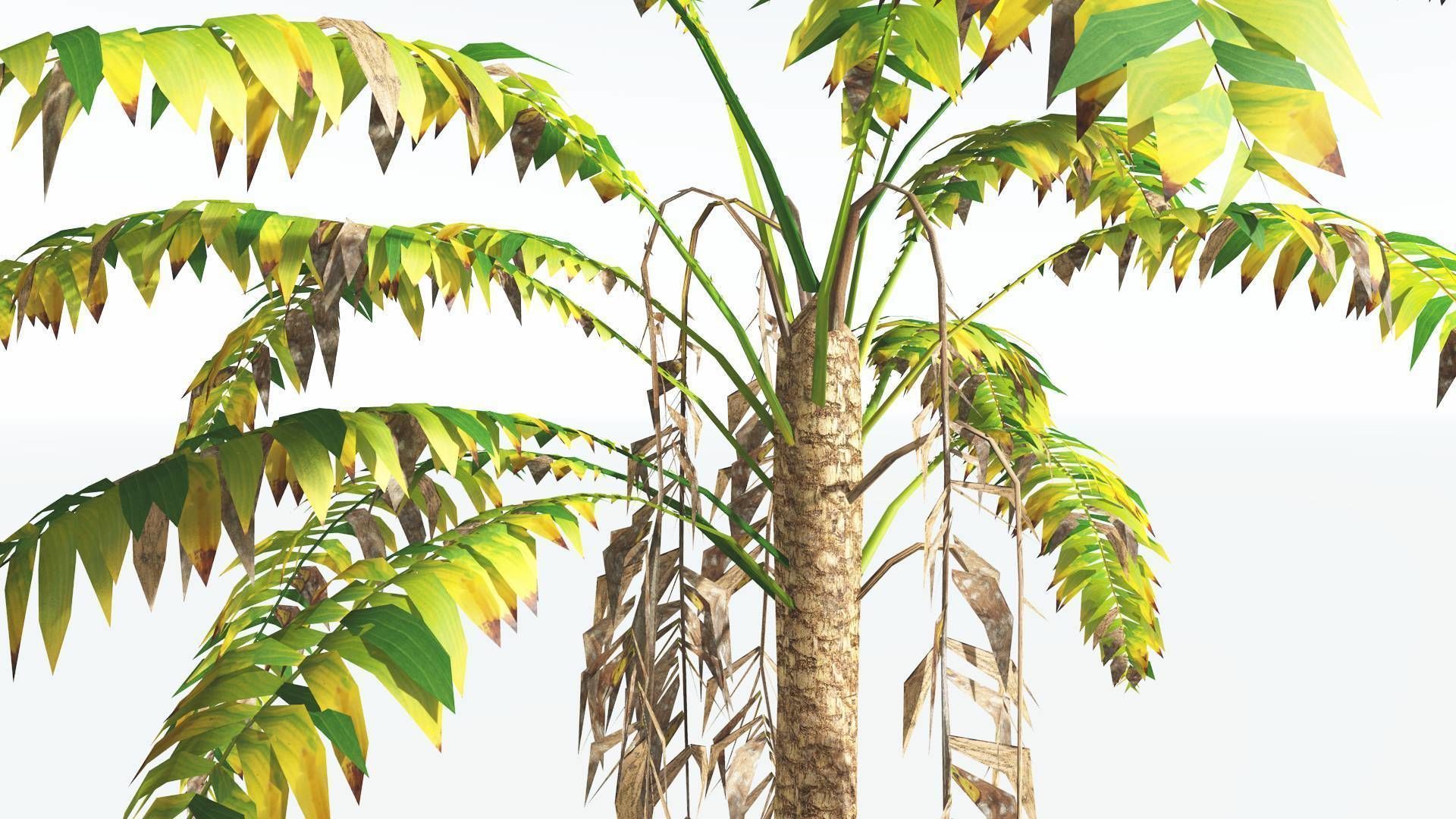 EVERYPlant African Oil Palm LowPoly 4 --16 Models-- Low-poly 3D model_9