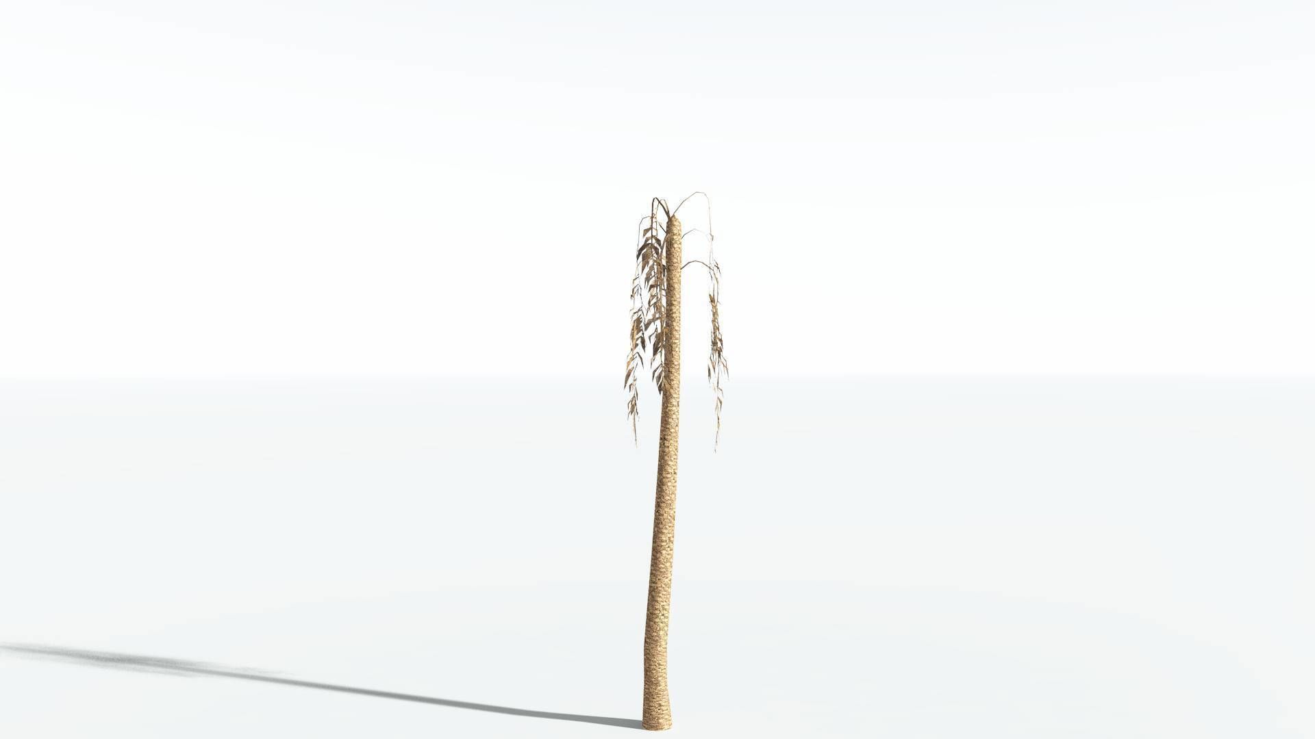 EVERYPlant African Oil Palm LowPoly 4 --16 Models-- Low-poly 3D model_10