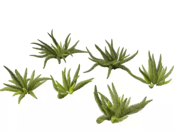 Asparagus densiflorus - asparagus fern 3D model