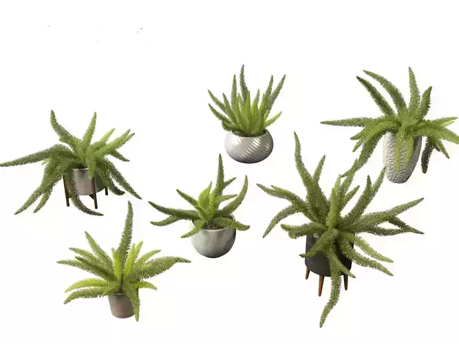 Asparagus densiflorus - asparagus fern 02