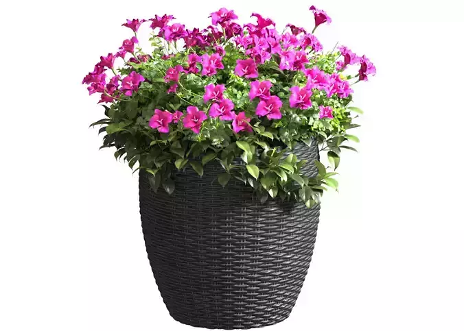 Flowers in a rattan garden pot for decoration in Provence style