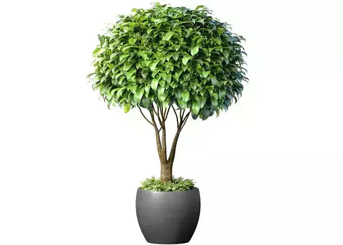 Decorative tree in a modern pot and flowerpot