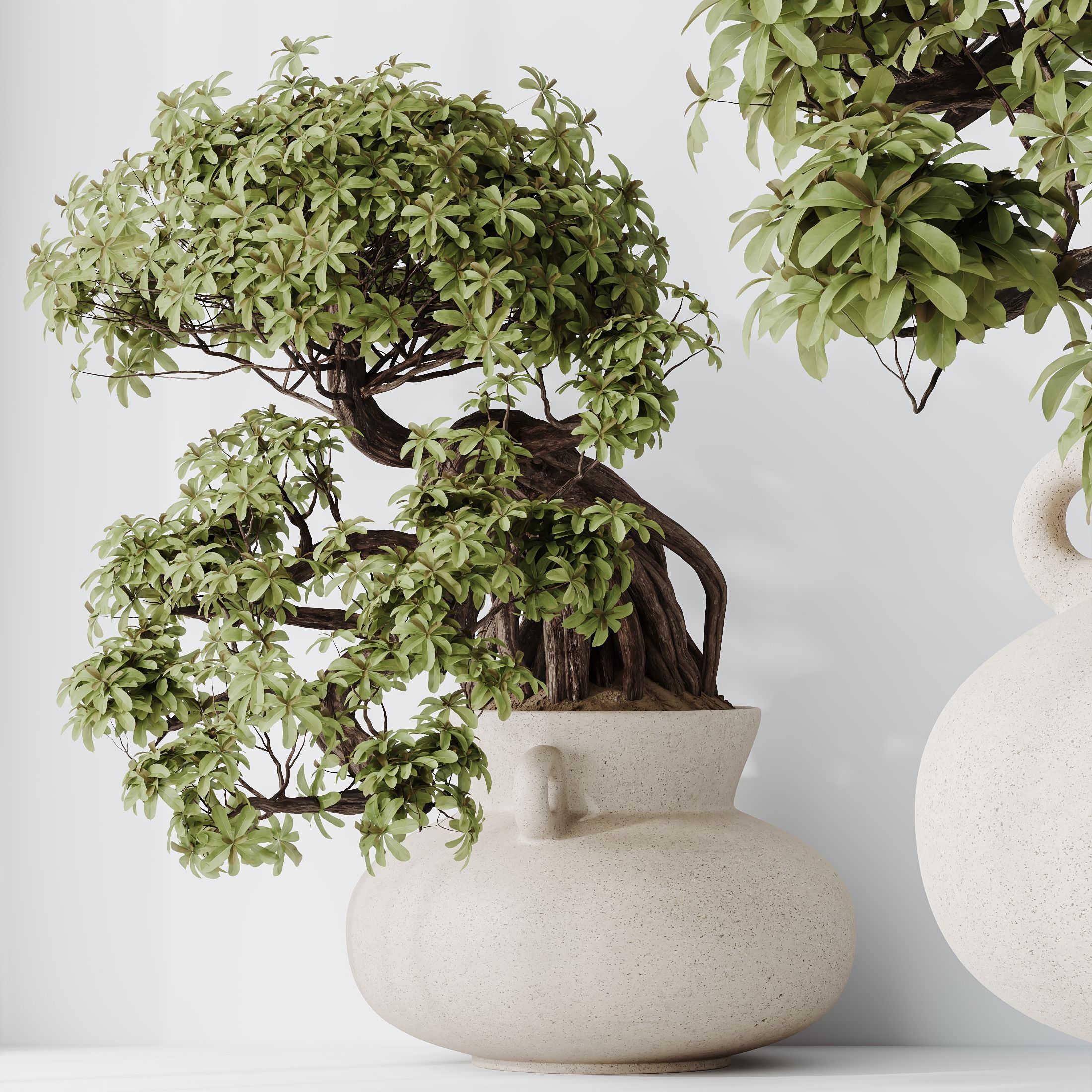 HQ HousePlants Ficus Retusa Microcarpa Bonsai Ginseng09 3D model_1