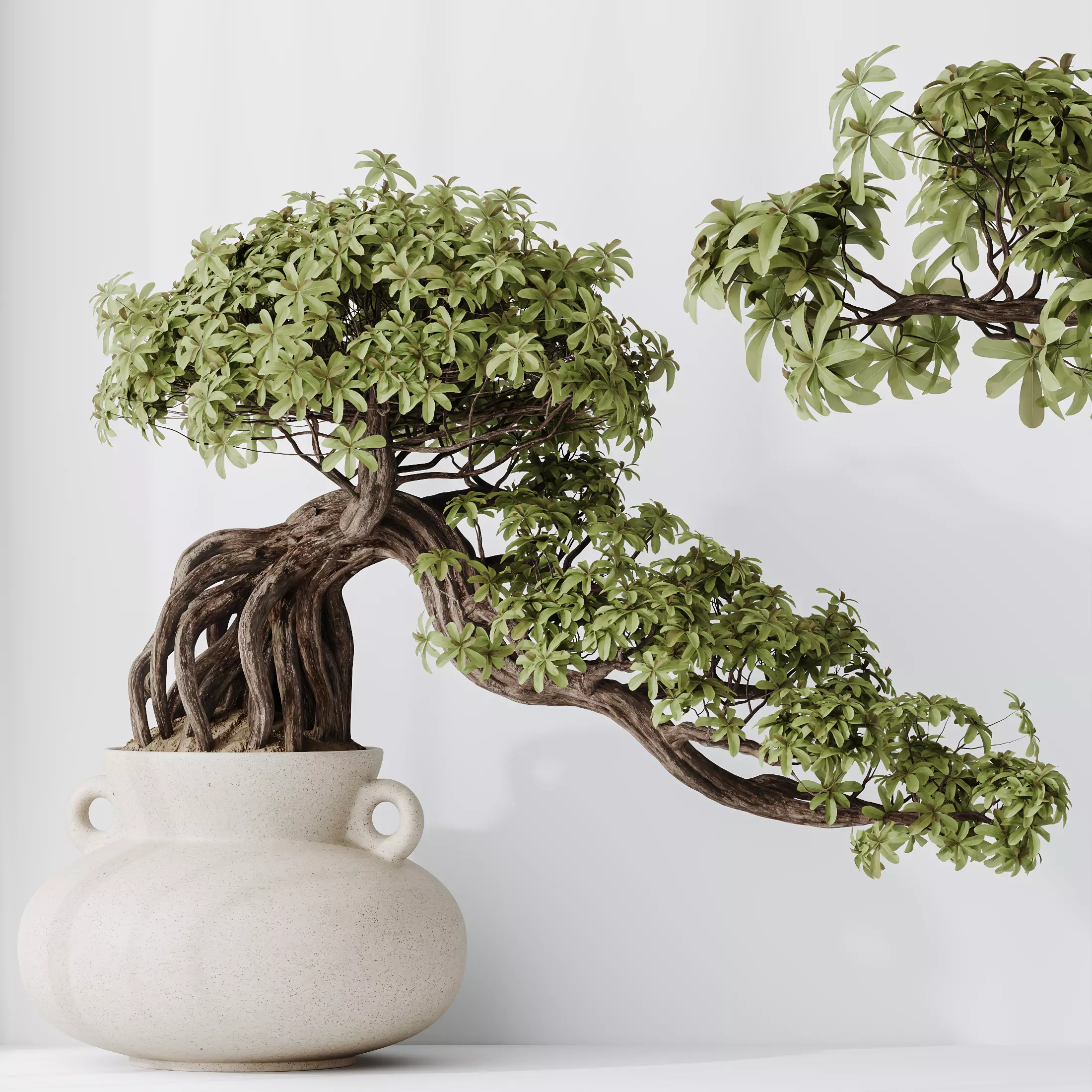 HQ HousePlants Ficus Retusa Microcarpa Bonsai Ginseng09 3D model_0