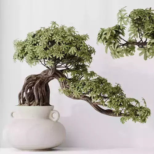 HQ HousePlants Ficus Retusa Microcarpa Bonsai Ginseng09 3D model