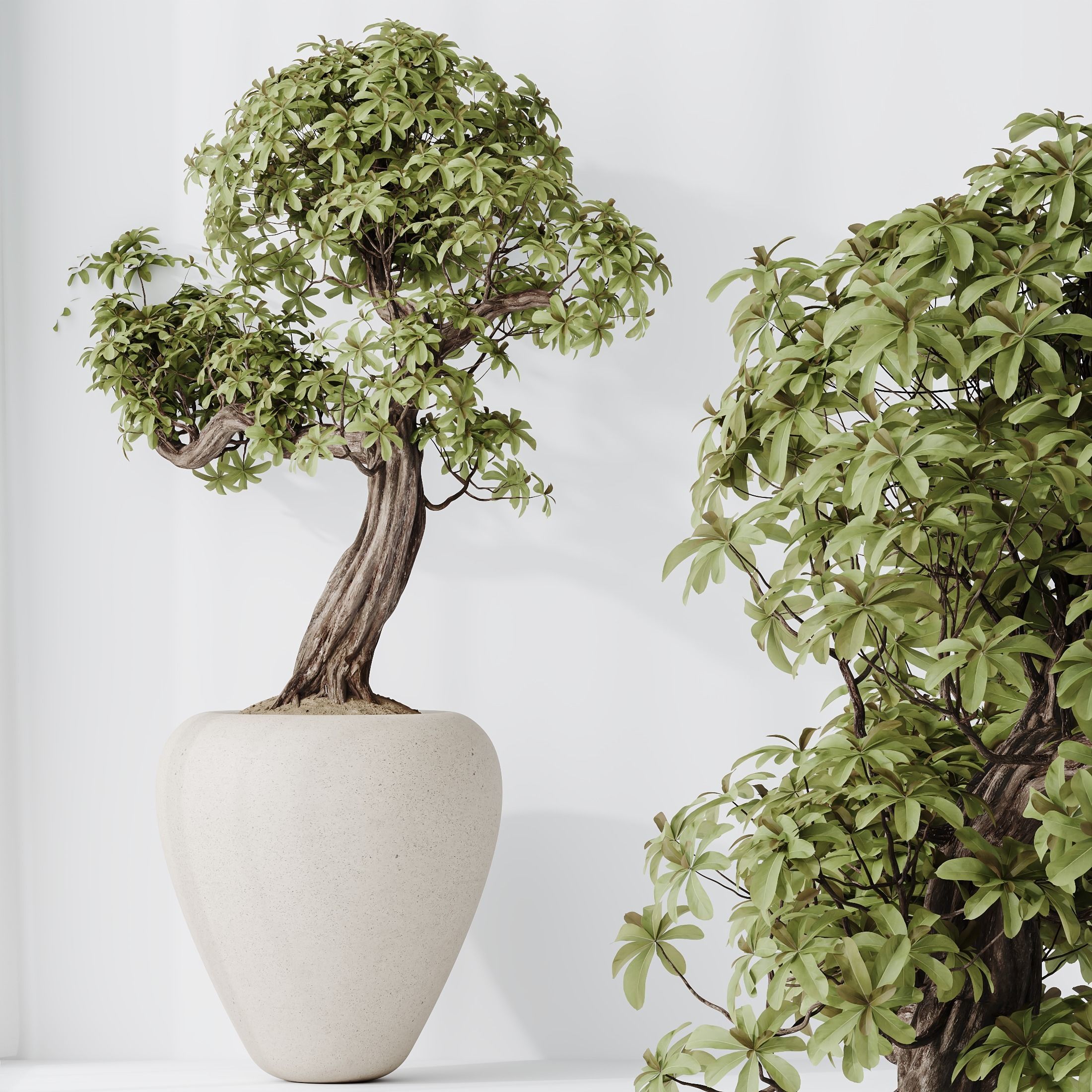 HQ HousePlants Ficus Retusa Microcarpa Bonsai Ginseng08 3D model_1