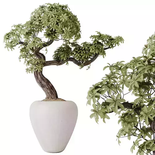 HQ HousePlants Ficus Retusa Microcarpa Bonsai Ginseng08 3D model