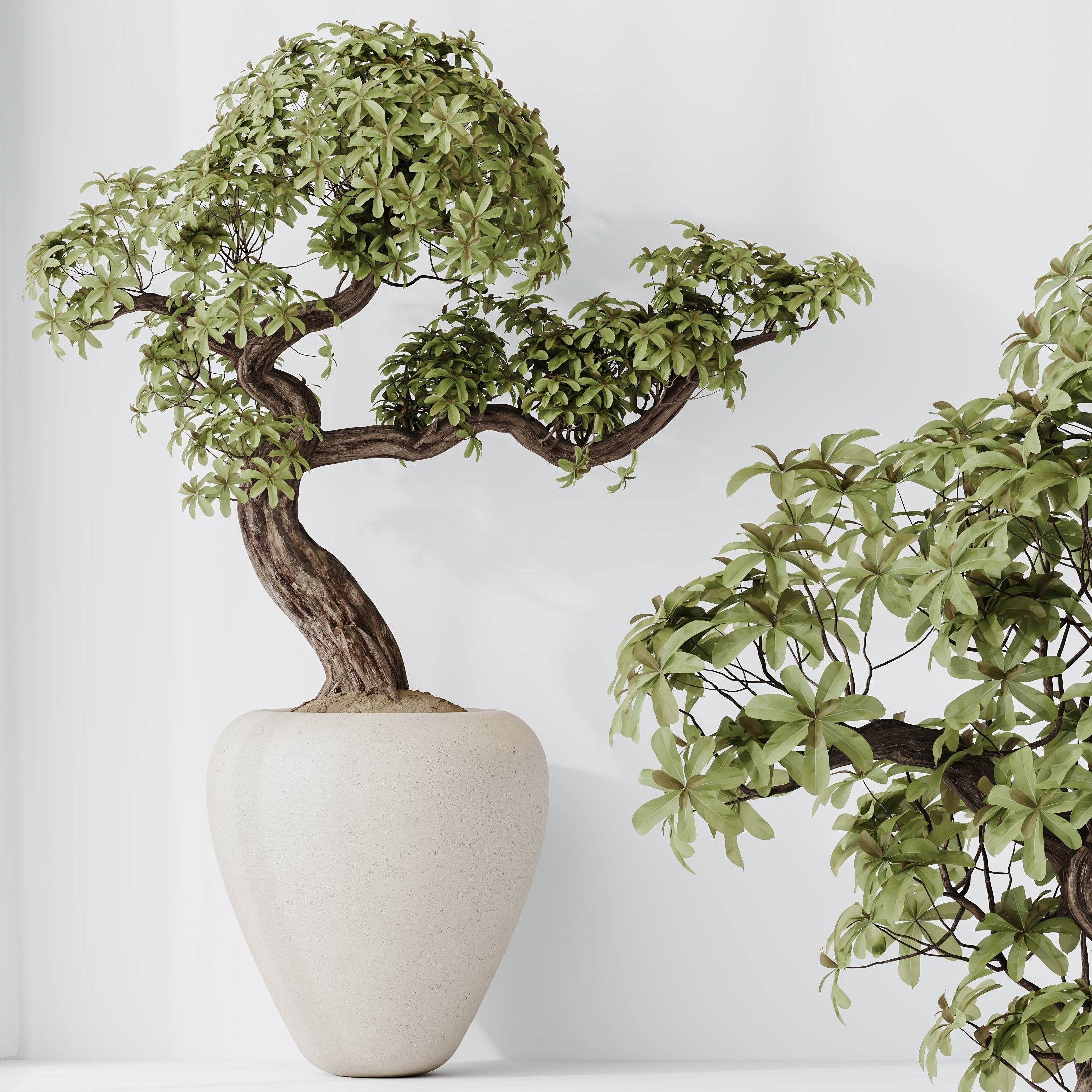 HQ HousePlants Ficus Retusa Microcarpa Bonsai Ginseng08 3D model_2