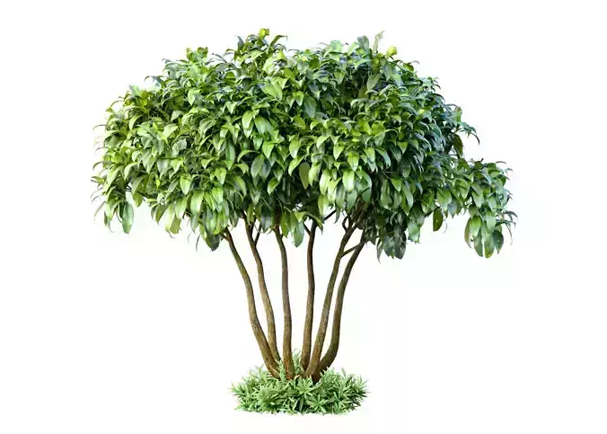 Outdoor garden plant tree shrub Bush Backyard