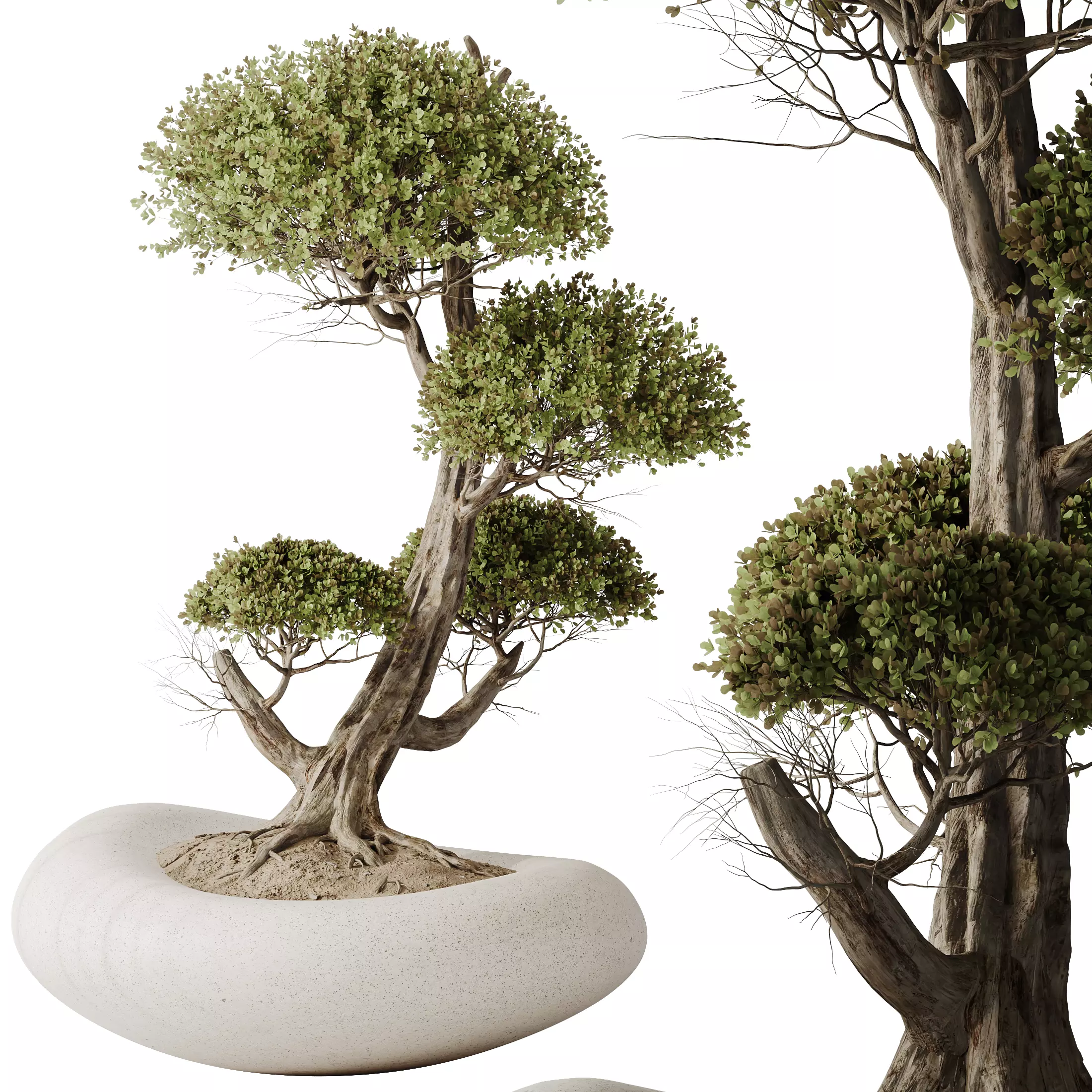 HQ HousePlants Ficus Retusa Microcarpa Bonsai Ginseng07 3D model_0