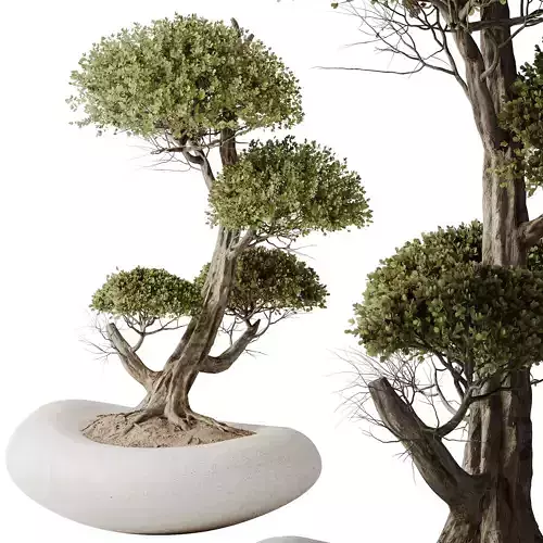 HQ HousePlants Ficus Retusa Microcarpa Bonsai Ginseng07 3D model