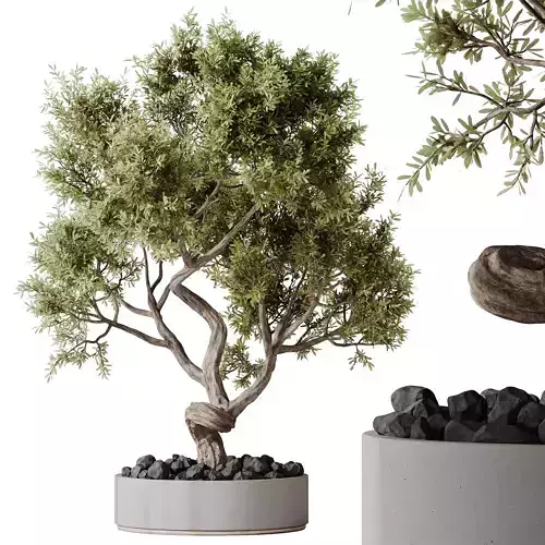 HQ HousePlants Ficus Retusa Microcarpa Bonsai Ginseng06 3D model