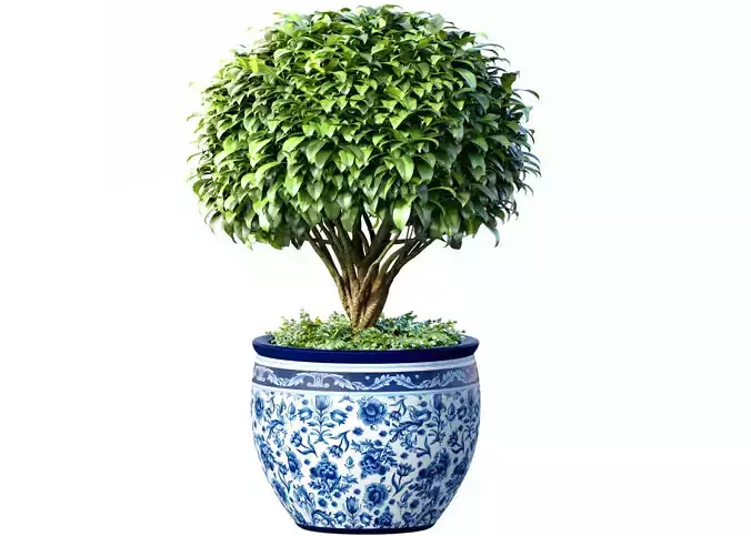 Decorative tree in an Italian vase Indoor plant