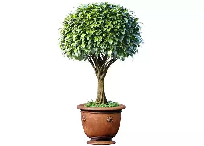 Decorative garden tree in a classic pot and flowerpot plant