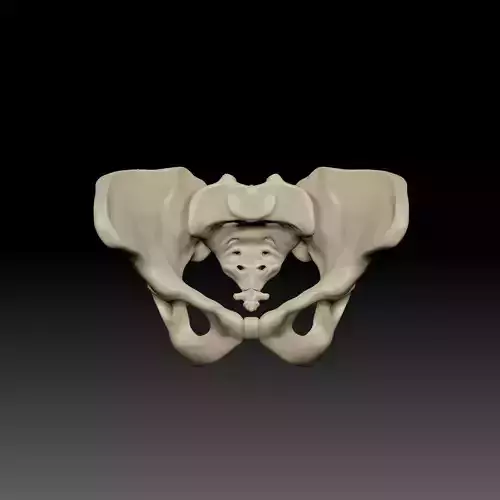 Pelvis Human Anatomy
