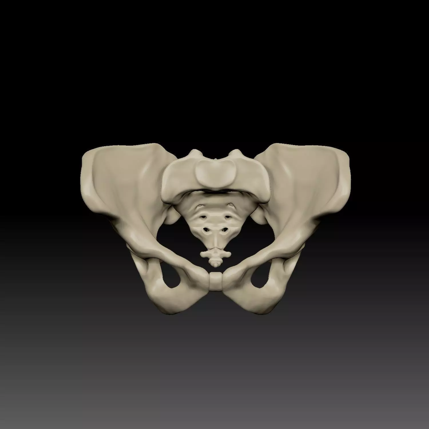 Pelvis Human Anatomy 3D model