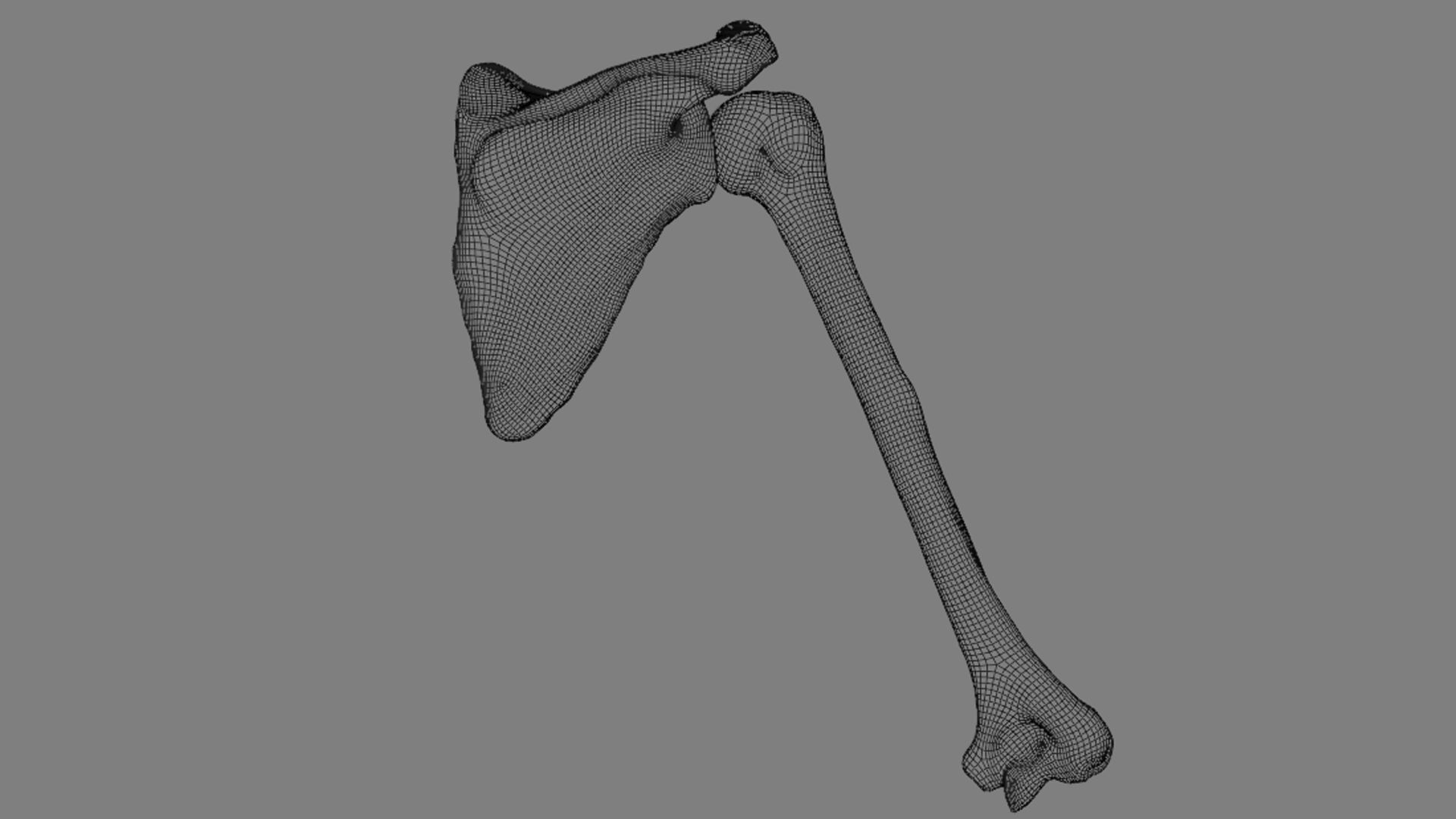 Ligaments of the shoulder joint 3D model_18