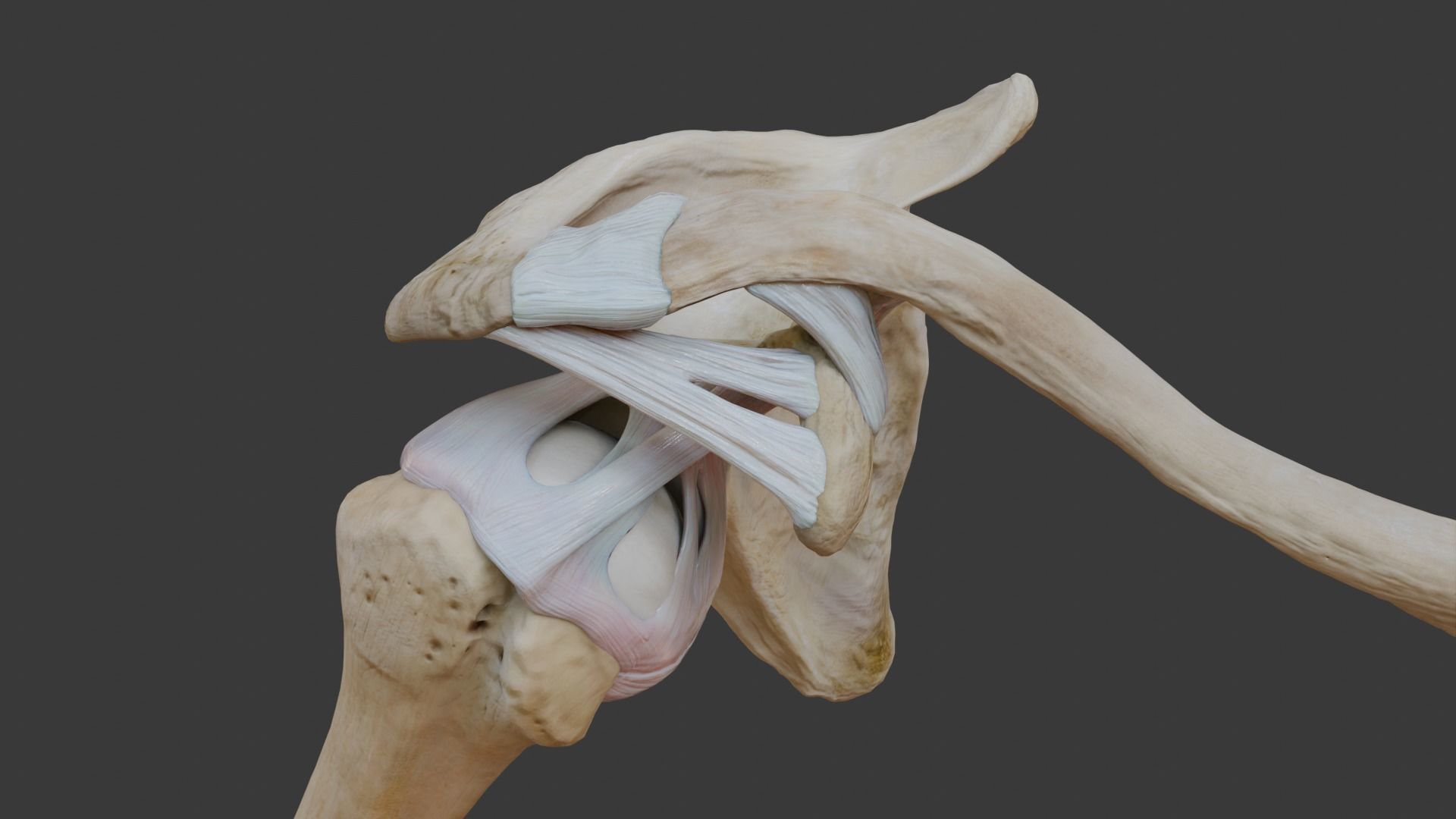 Ligaments of the shoulder joint 3D model_2