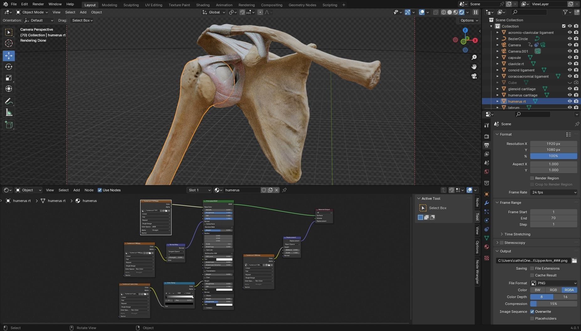 Ligaments of the shoulder joint 3D model_20