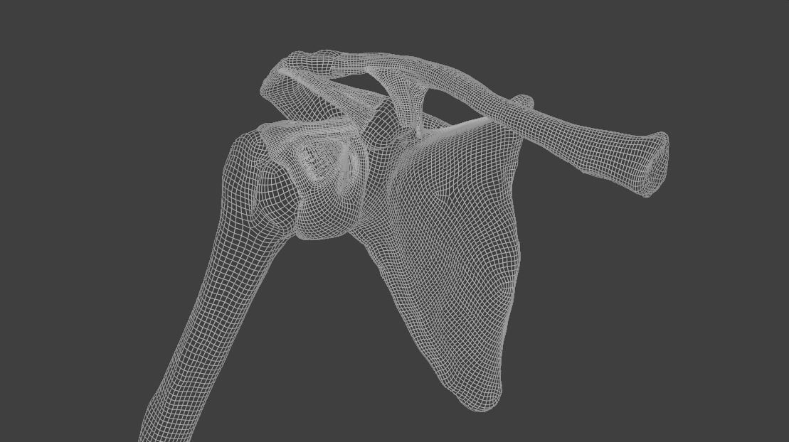 Ligaments of the shoulder joint 3D model_19