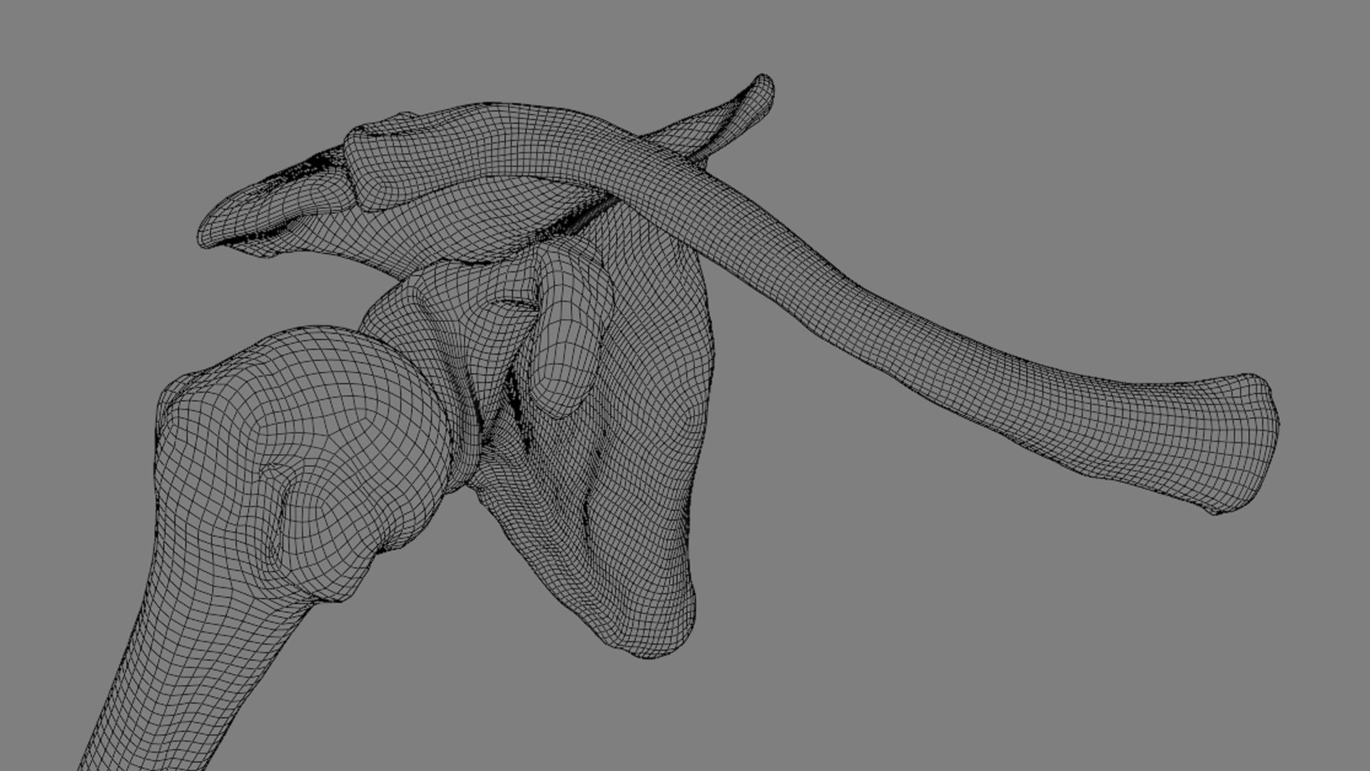 Ligaments of the shoulder joint 3D model_17