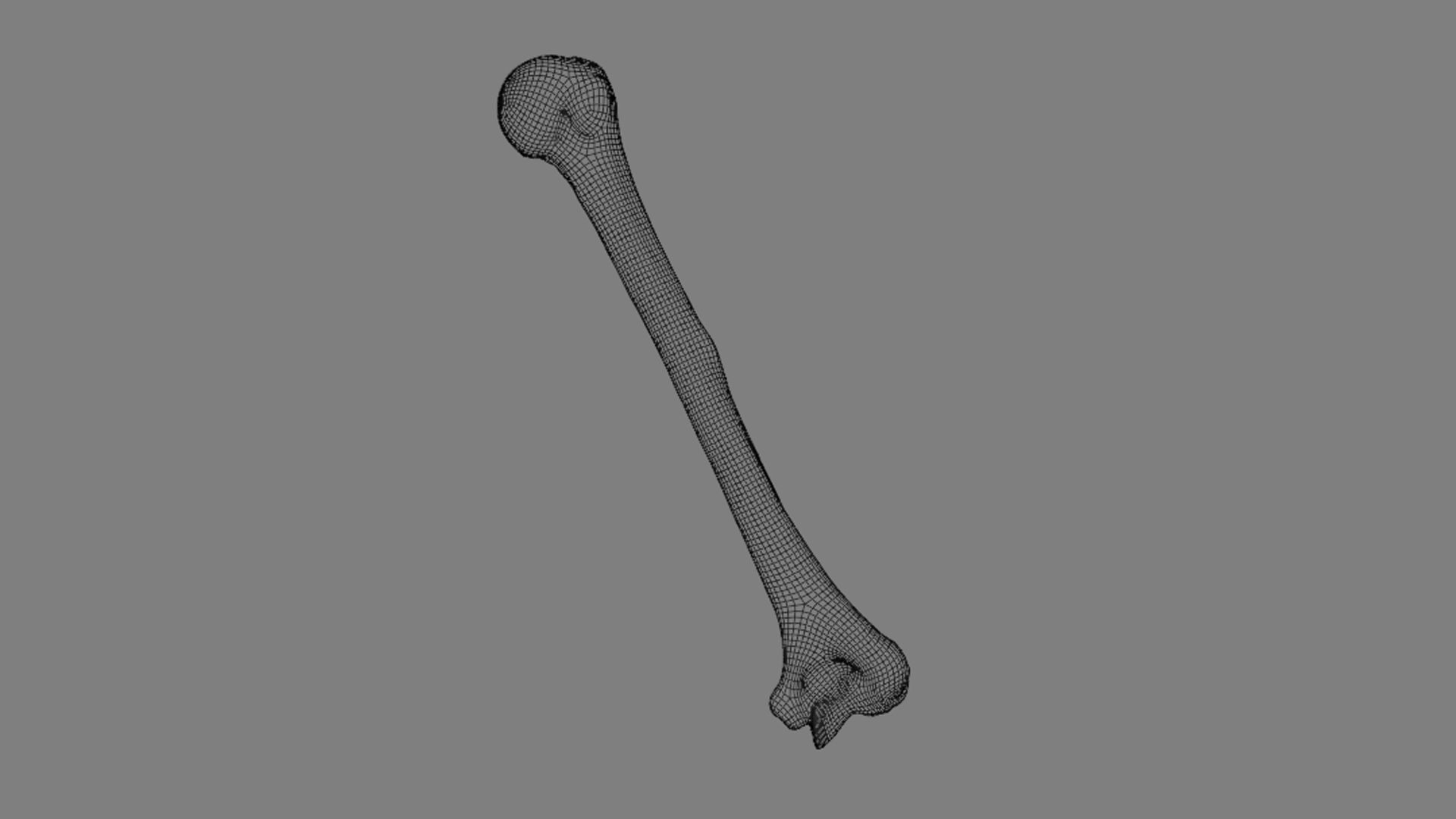 Ligaments of the shoulder joint 3D model_14