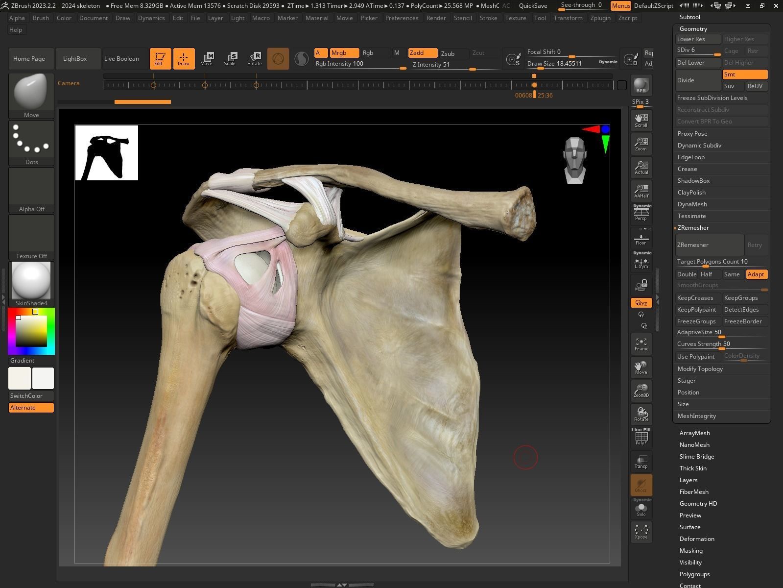 Ligaments of the shoulder joint 3D model_22