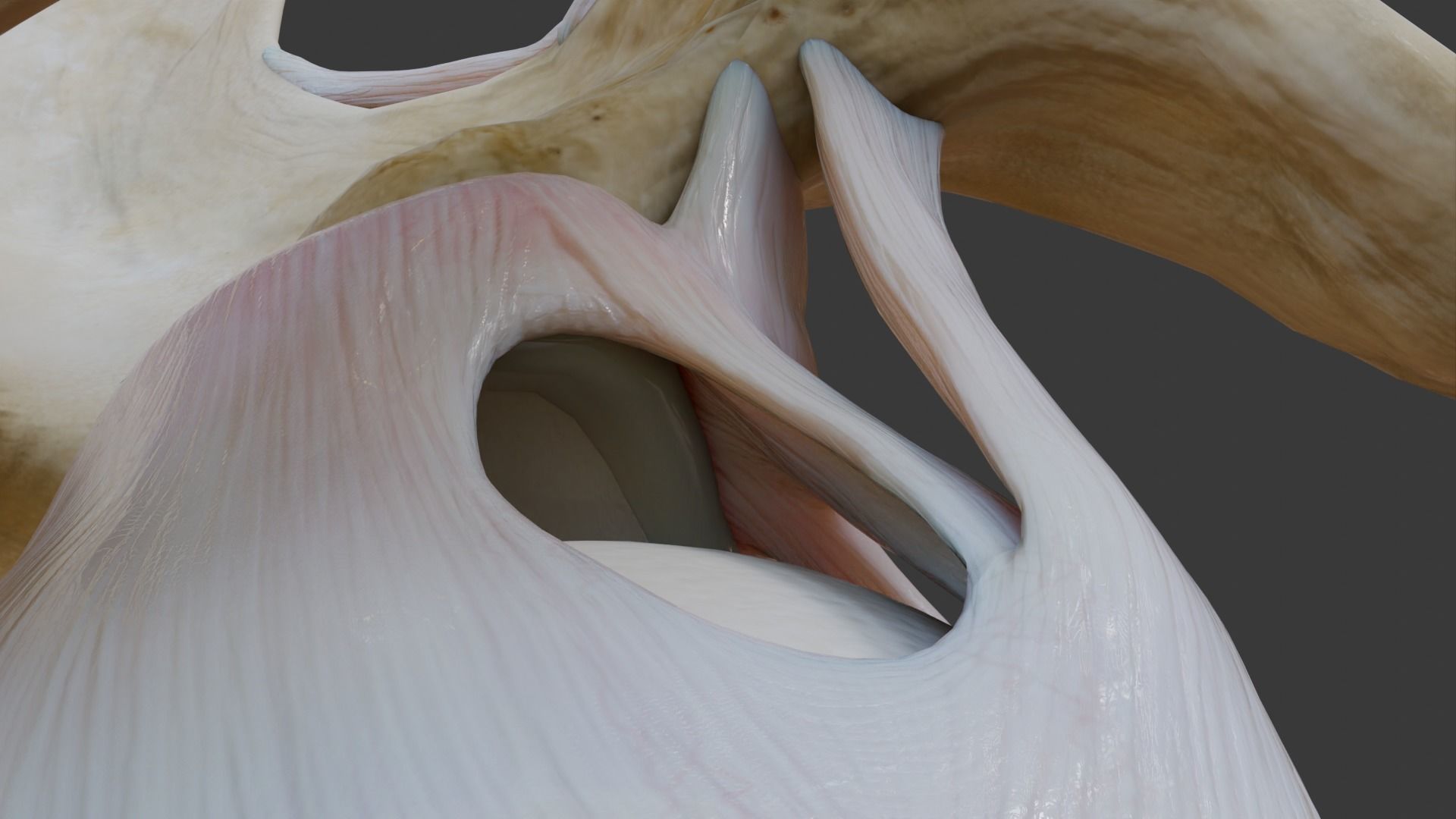 Ligaments of the shoulder joint 3D model_5