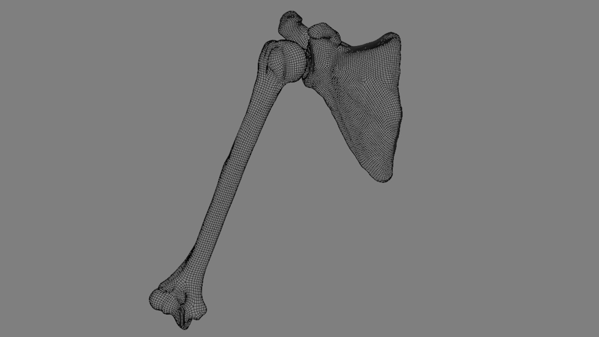 Ligaments of the shoulder joint 3D model_12