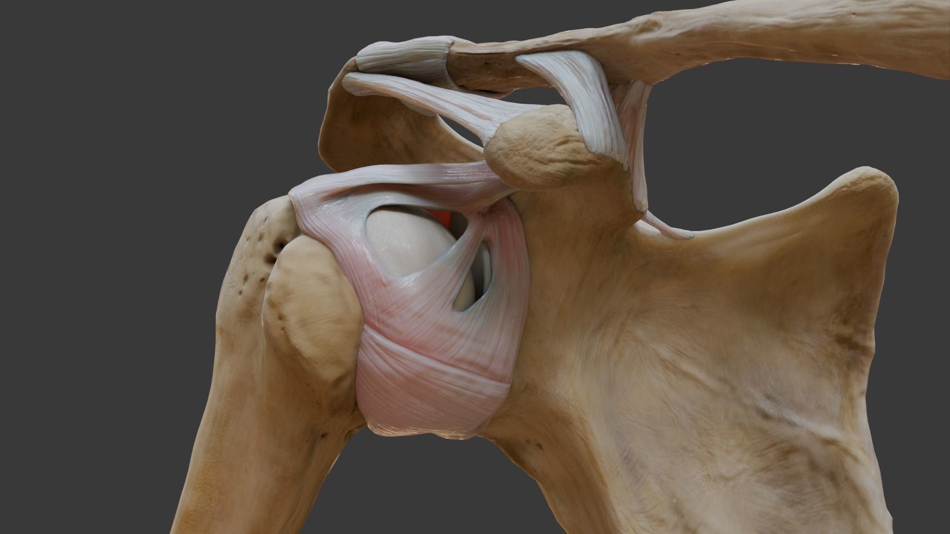 Ligaments of the shoulder joint 3D model_3