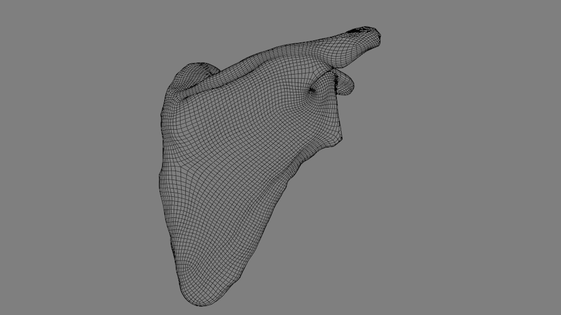 Ligaments of the shoulder joint 3D model_15