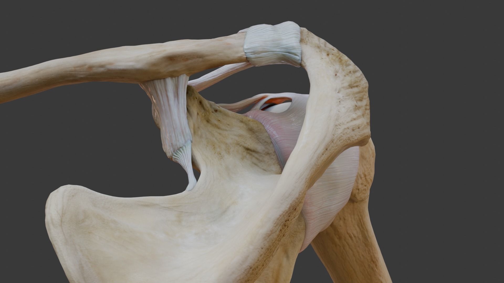 Ligaments of the shoulder joint 3D model_4
