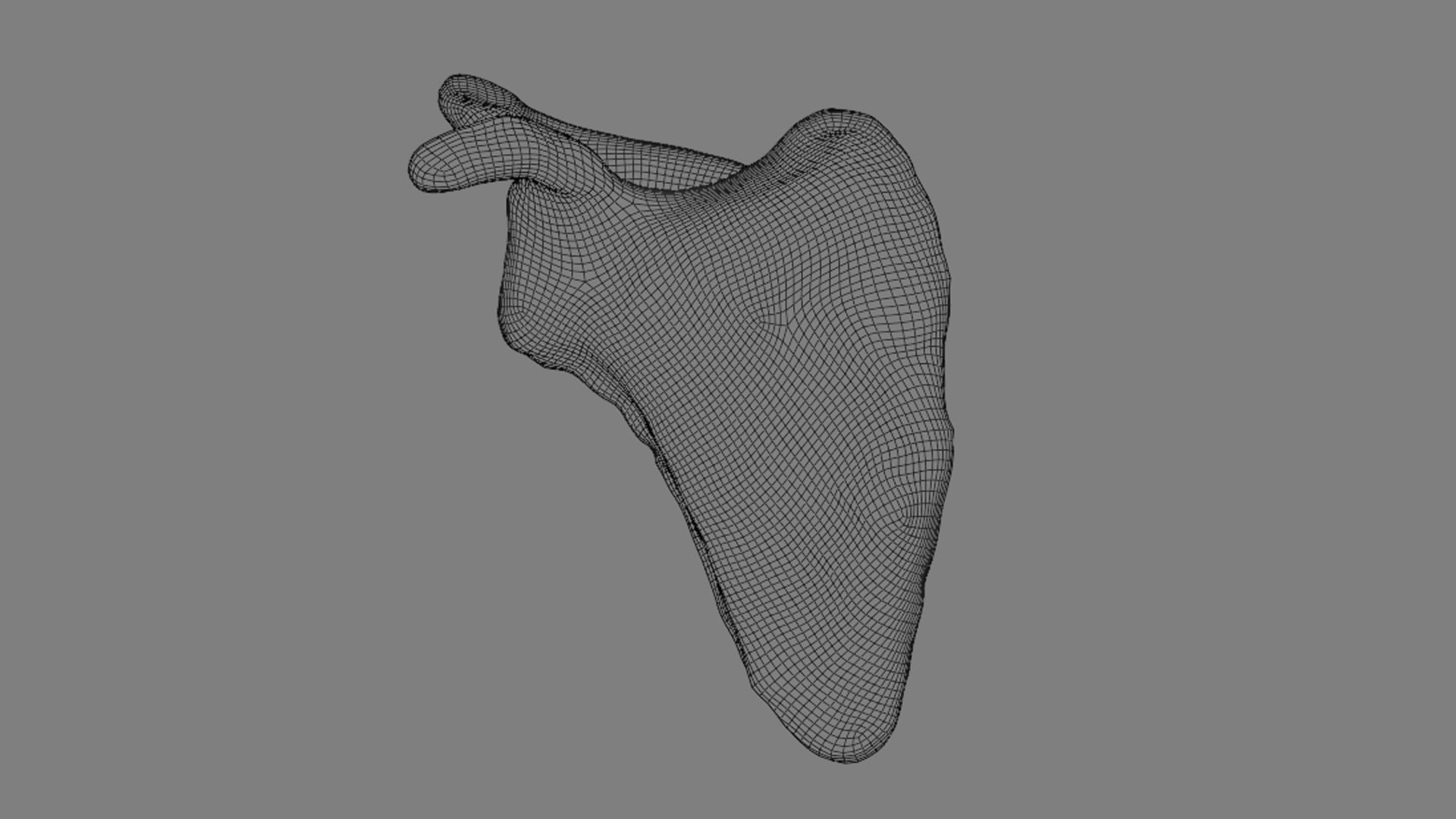 Ligaments of the shoulder joint 3D model_16