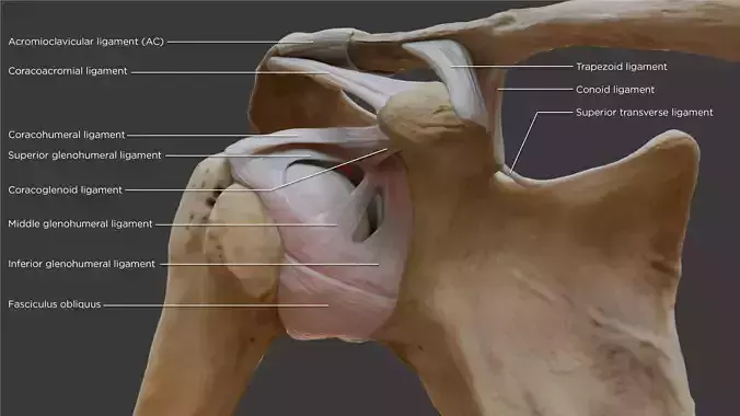 Ligaments of the shoulder joint 3D model