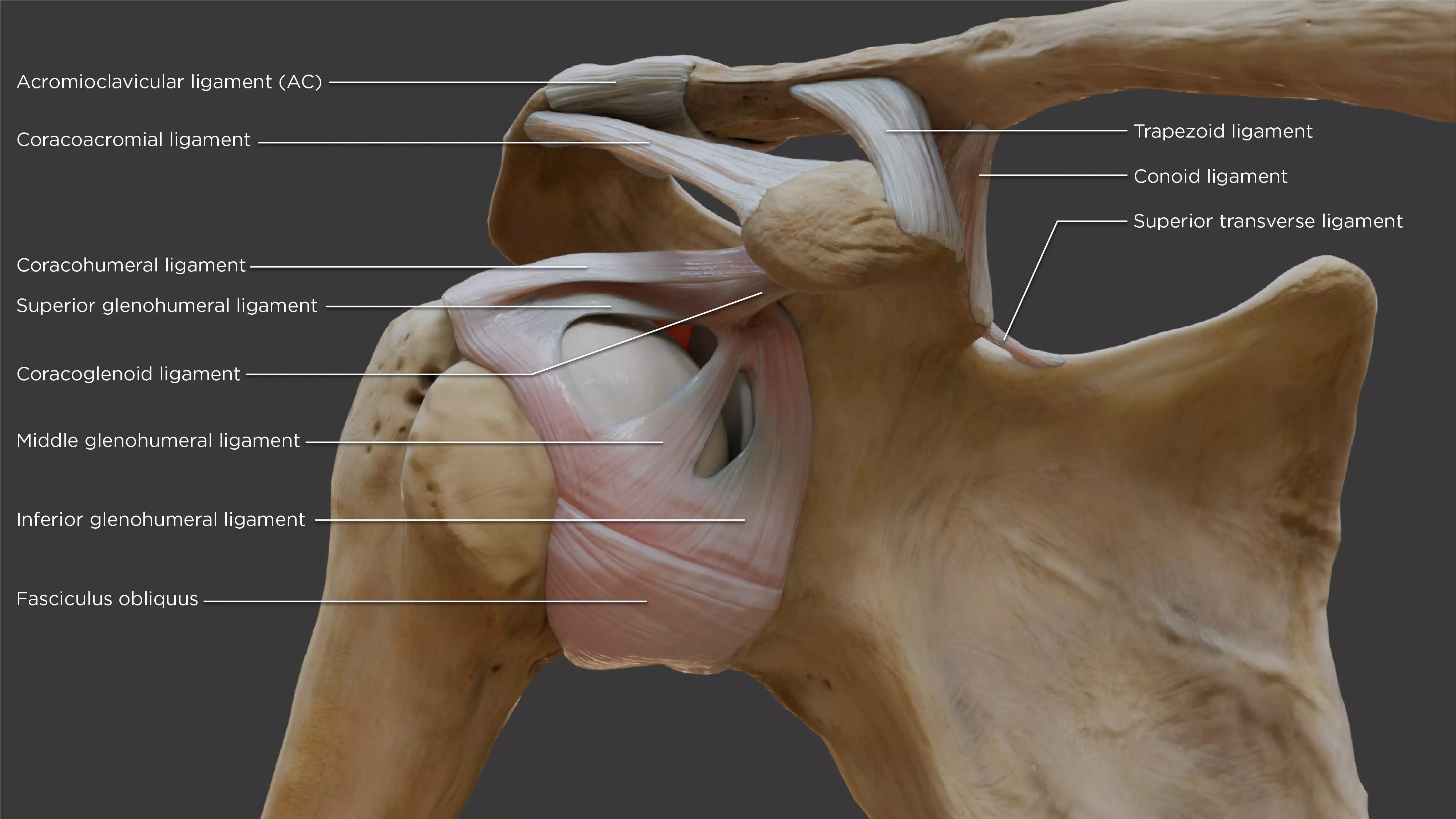 Ligaments of the shoulder joint 3D model_0