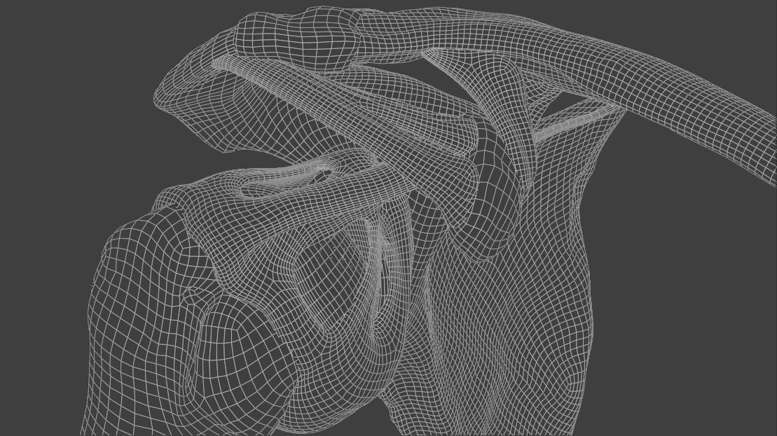 Ligaments of the shoulder joint 3D model_21