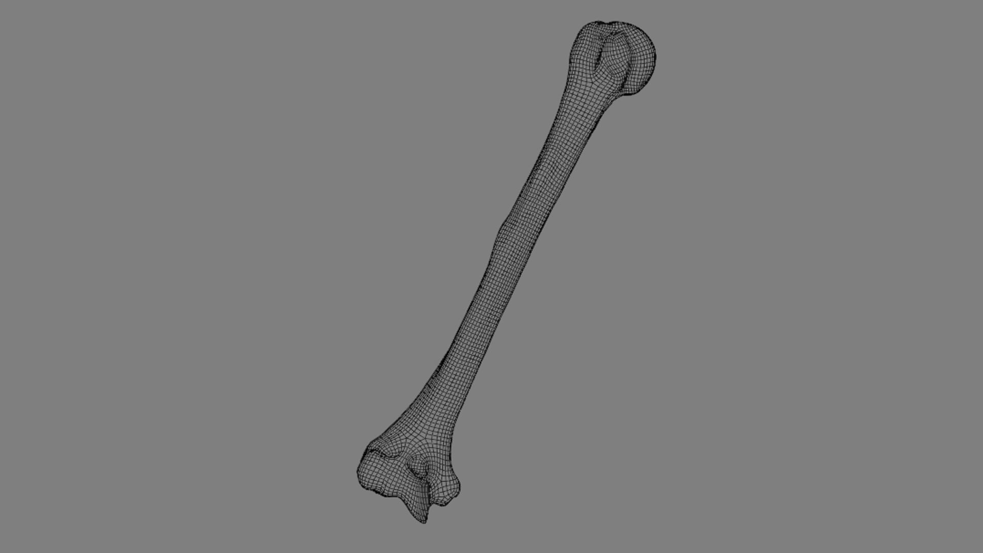 Ligaments of the shoulder joint 3D model_13