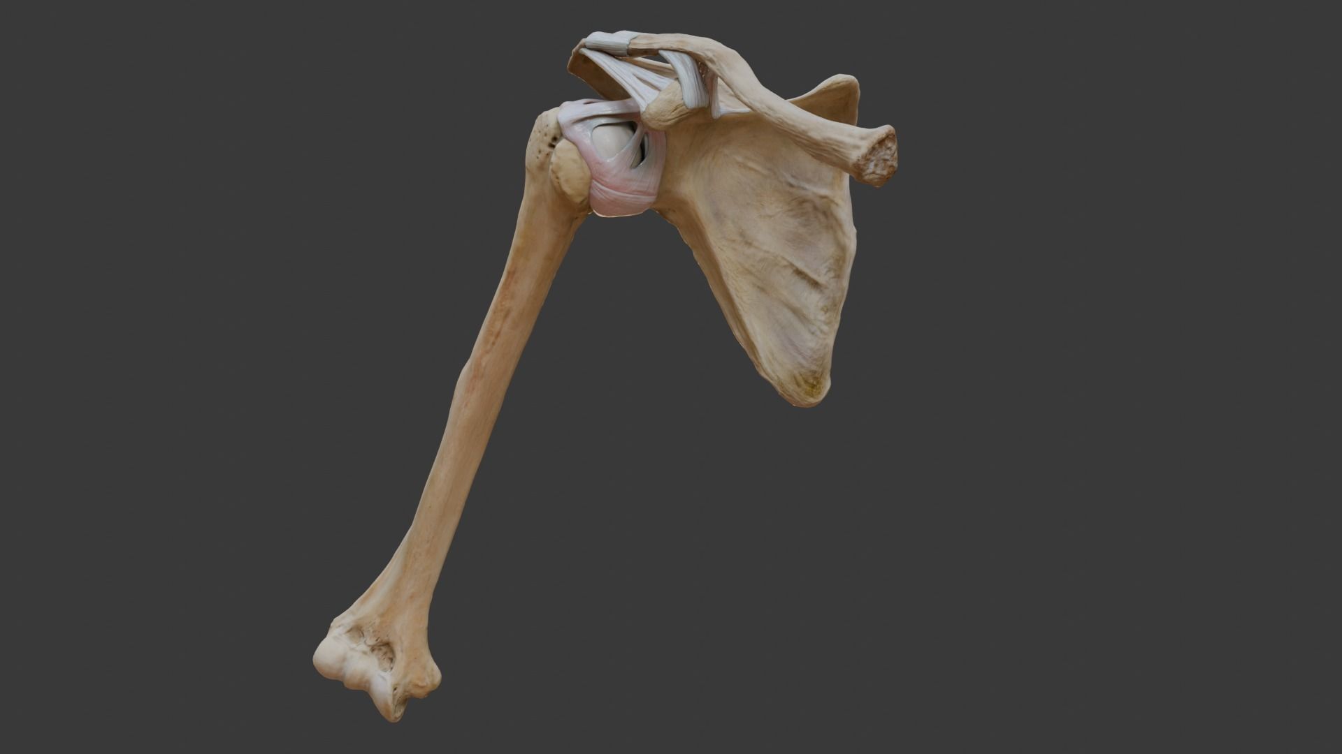 Ligaments of the shoulder joint 3D model_1