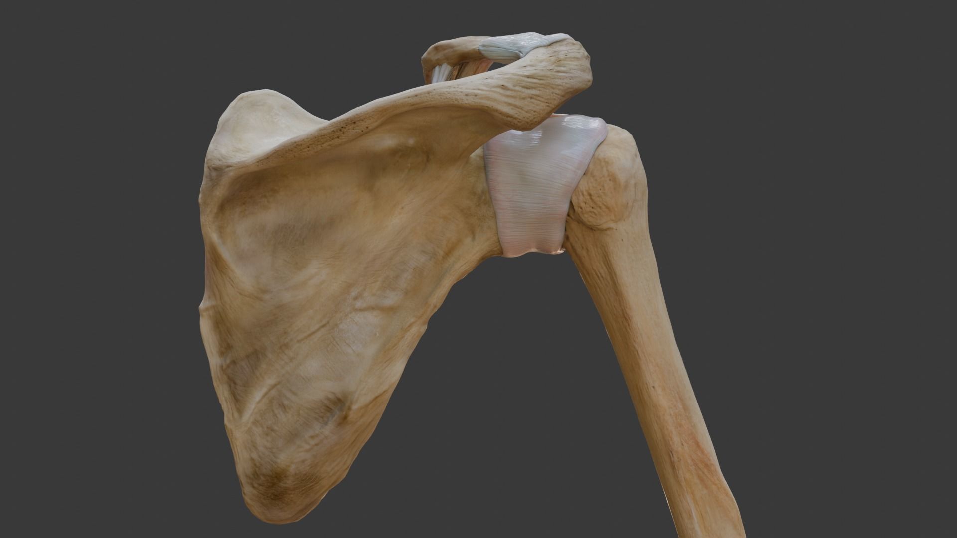 Ligaments of the shoulder joint 3D model_7