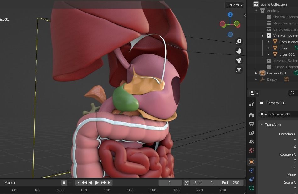 Human male internal organs 3d model 3D model_14