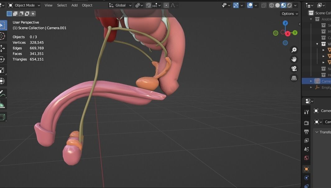 Human male internal organs 3d model 3D model_5