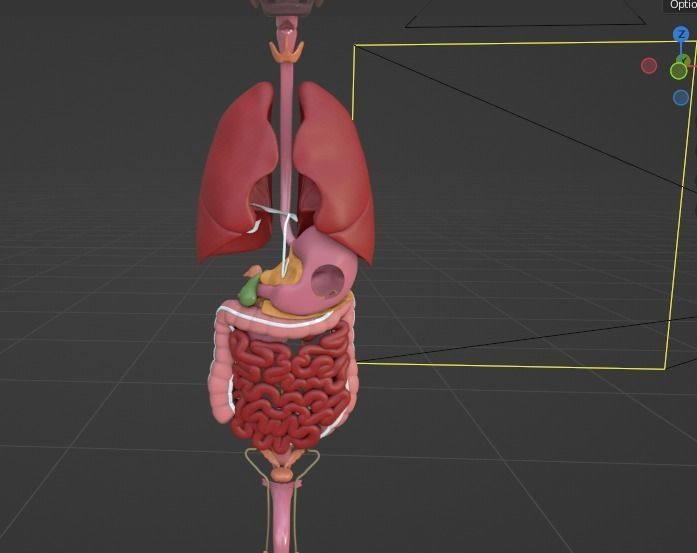 Human male internal organs 3d model 3D model_13