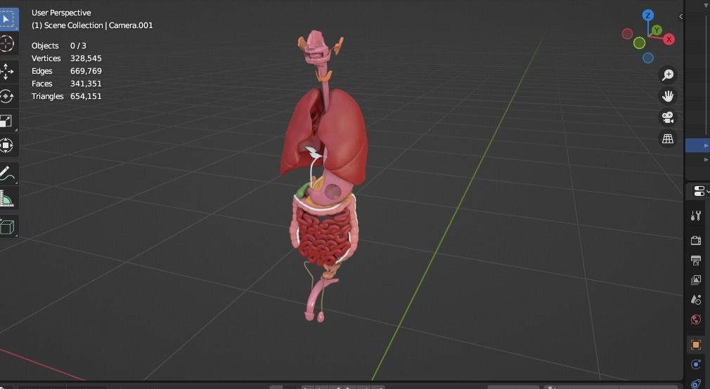 Human male internal organs 3d model 3D model_12