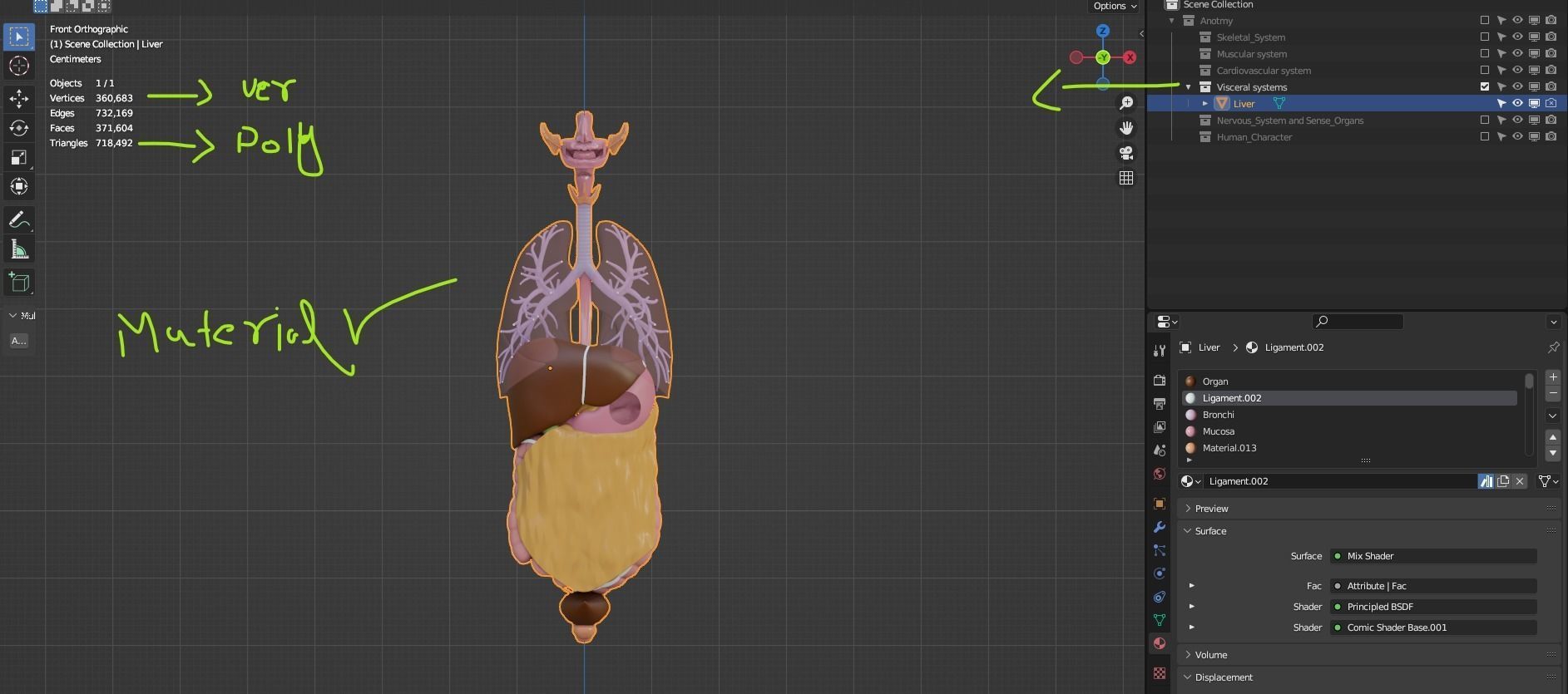 Human male internal organs 3d model 3D model_3