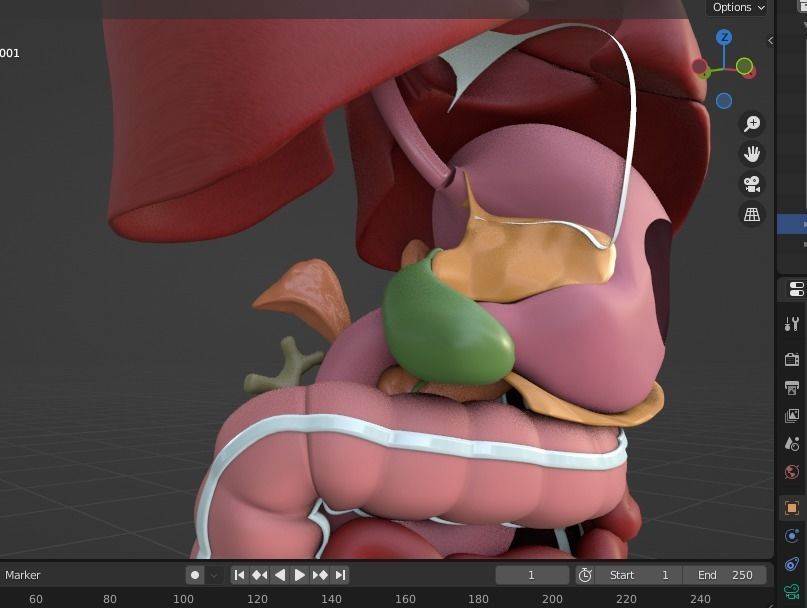 Human male internal organs 3d model 3D model_15