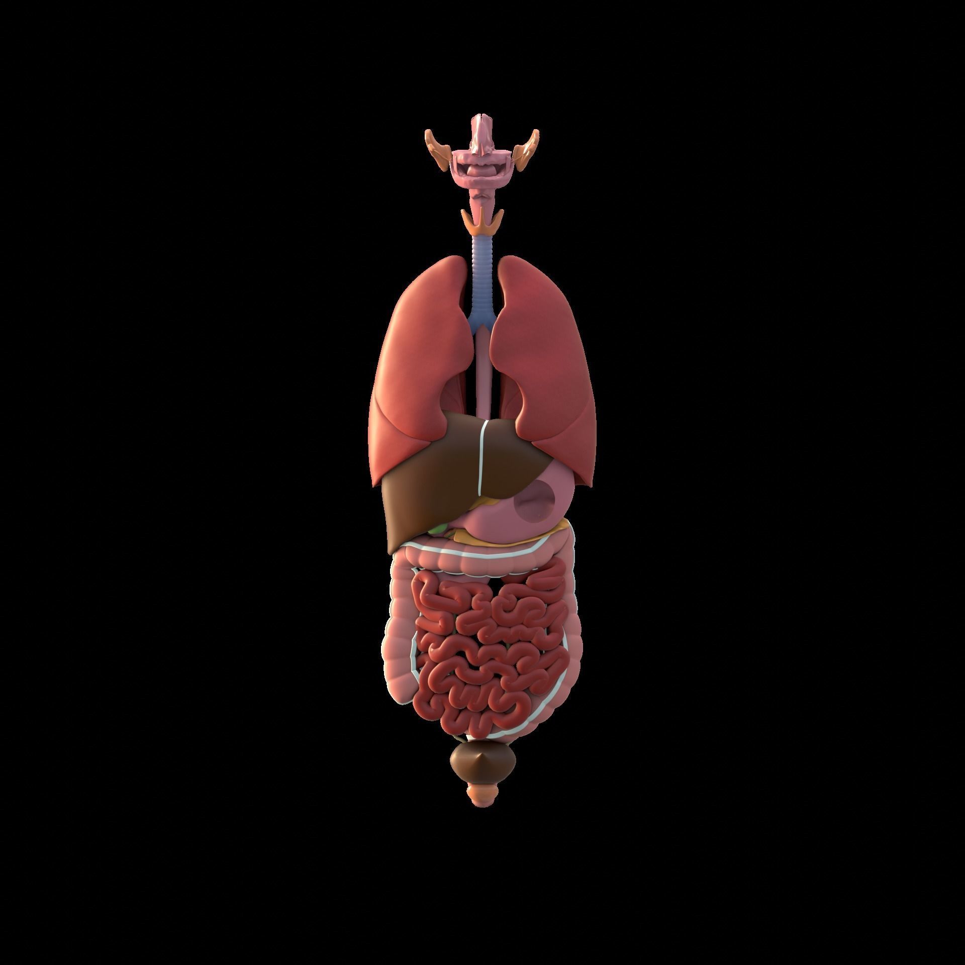 Human male internal organs 3d model 3D model_7