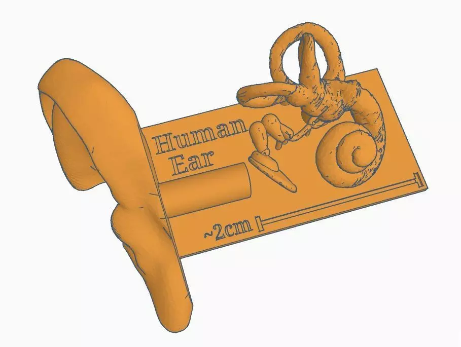Human Ear Hearing System Free 3D print model_0