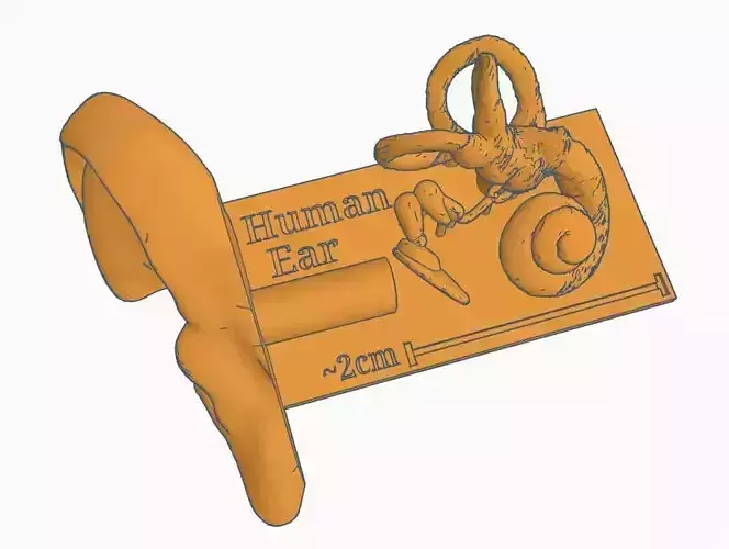 Human Ear Hearing System