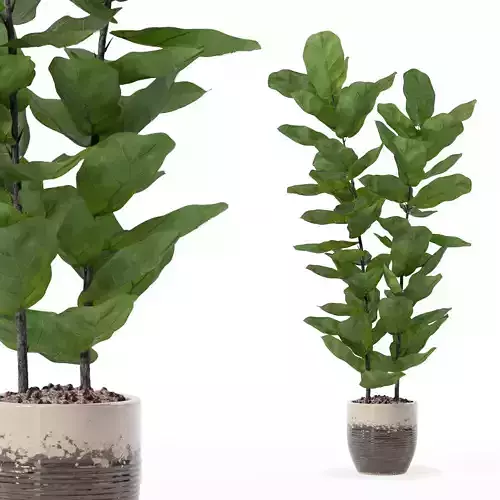 Ficus lyrata in modern flower pot