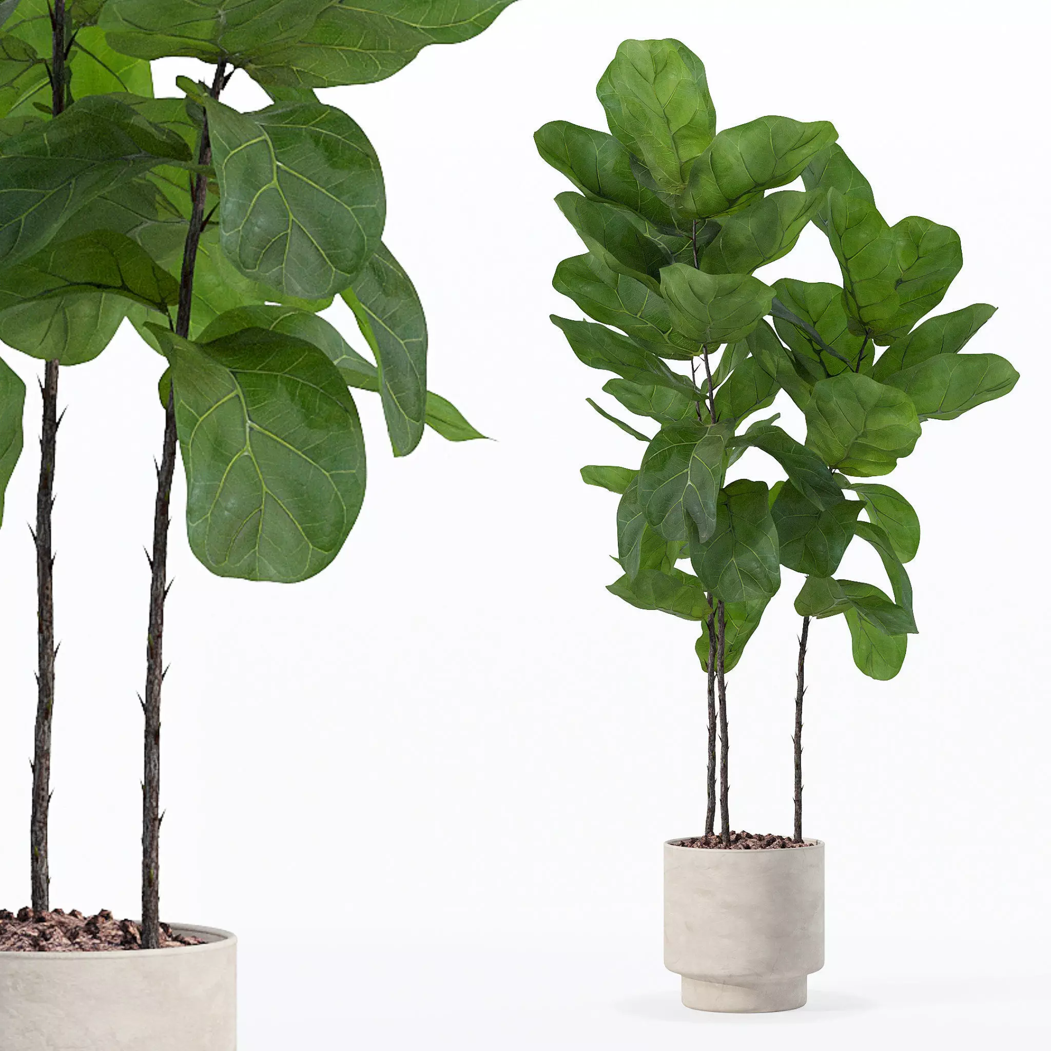 Ficus lyrata in modern flower pot 3D model